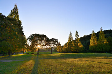 朝日に照らされたメタセコイアのある公園