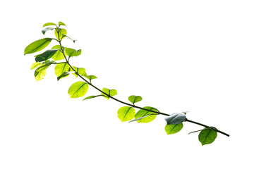 Green leaves plant isolated