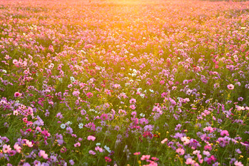 朝日に染まるコスモス畑