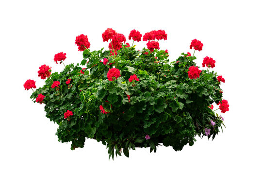 Fototapeta Red flower bush isolated