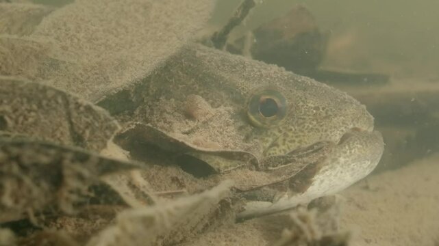 Wof fish ( Hoplias malabaricus) hunting in shallow waters in a tributary of the Rio Negro in the Amazon Forest in Brazil.