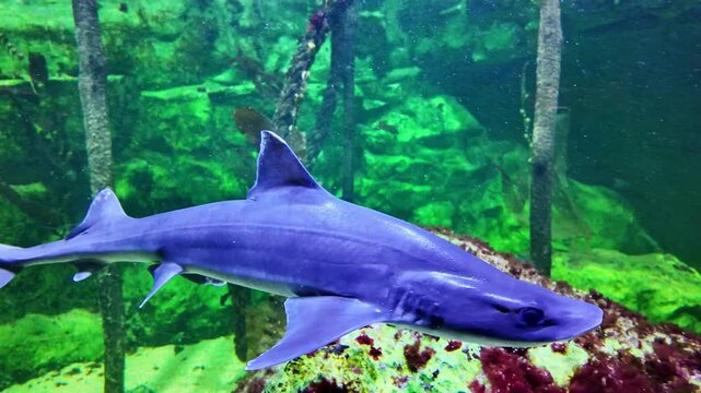 Mustelus or smooth-hound or Smoothhound shark swimming in aquarium tank. Close-up and slow-motion
