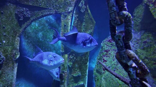 Grey triggerfish, Balistes capriscus, motionless in aquarium. Close-up