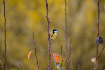 A great tit bird sits on a tree in autumn. Wildlife of Europe. Bird watching in the garden