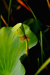 Chinese beauty: lotus seedpod in sunlight with green leaf