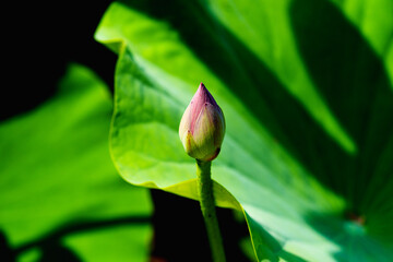 Chinese beauty: Pink lotus bud in sunlight with green leaf