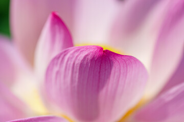 Oriental beauty: Close-up photo of lotus flower petals