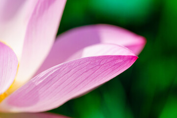 Oriental beauty: Close-up photo of lotus flower petals against green background