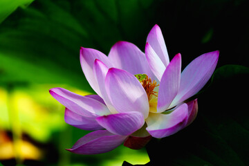 Chinese beauty: Pink lotus in sunlight with green leaf