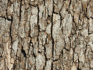 bark of a tree