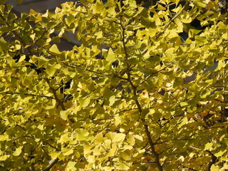 yellow leaves in autumn