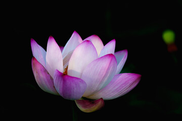 Chinese beauty: Pink lotus in sunlight with green leaf