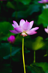Obraz premium Chinese beauty: Pink lotus in sunlight with green leaf