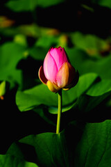 Chinese beauty: Pink lotus in sunlight with green leaf