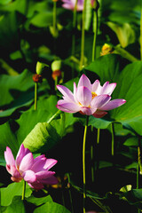 Obraz premium Chinese beauty: Pink lotus in sunlight with green leaf