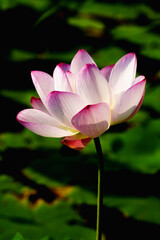 Obraz premium Chinese beauty: Pink lotus in sunlight with green leaf