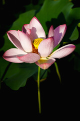 Obraz premium Chinese beauty: Pink lotus in sunlight with green leaf