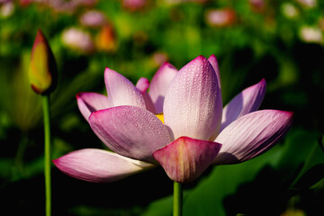 Fototapeta premium Chinese beauty: Pink lotus in sunlight with green leaf
