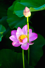 Fototapeta premium Chinese beauty: Pink lotus in sunlight with green leaf