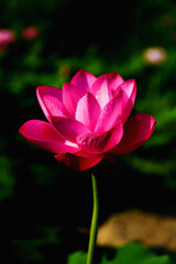 Obraz premium Chinese beauty: Pink lotus in sunlight with green leaf