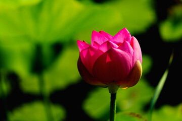 Chinese beauty: Pink lotus in sunlight with green leaf