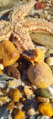 Starfish