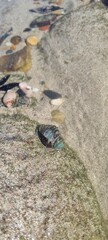 Ocean Life