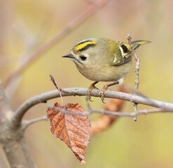 Goldcrest, Regulus regulus. A bird flies from branch to branch in search of food