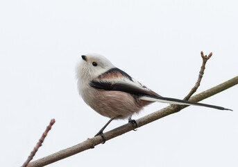 Long-tailed tit, Aegithalos caudatus. A bird sits on a tree branch on a white background, isolated