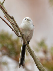 Long-tailed tit, Aegithalos caudatus. A bird sits on a tree branch