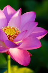 Fototapeta premium Oriental beauty: Close-up photo of lotus flower and dew drop on petals