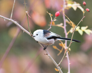 Fototapeta premium Long-tailed tit, Aegithalos caudatus. There's a bird sitting on a briar branch