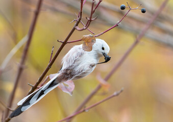 Long-tailed tit, Aegithalos caudatus. A bird eats a berry by clinging to a branch with one foot