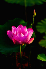 Obraz premium Chinese beauty: Pink lotus in sunlight with green leaf