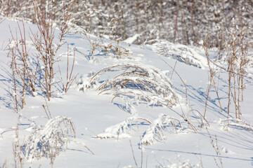 A branch covered in snow is laying on the ground