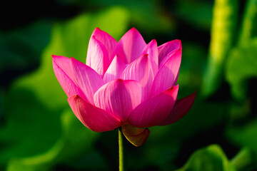 Obraz premium Chinese beauty: Pink lotus in sunlight with green leaf