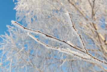 A tree with a lot of snow on it is in front of a blue sky