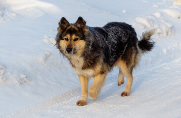 A dog is walking on a snowy road