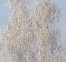 A tree with white leaves is shown in a snowy landscape