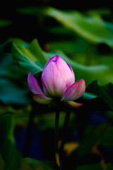 Chinese beauty: Pink lotus in sunlight with green leaf