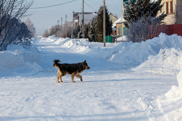 A dog is walking on a snowy road