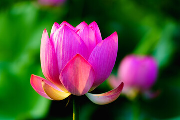 Obraz premium Chinese beauty: Pink lotus in sunlight with green leaf