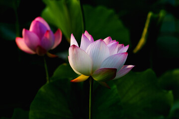 Obraz premium Chinese beauty: Pink lotus in sunlight with green leaf