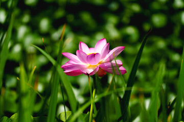 Fototapeta premium Chinese beauty: Pink lotus in sunlight with green leaf