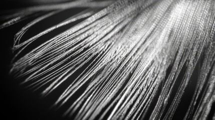 Obraz premium Close-up of a feather's delicate structure, showcasing intricate details and texture in monochrome.