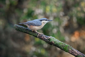 A close up of a nuthatch Sitta europaea,  perched on a branch