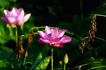 Obraz premium Chinese beauty: Pink lotus in sunlight with green leaf