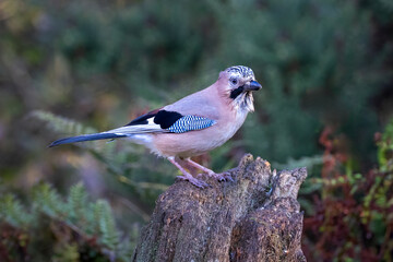A close up portrait of a jay, Garrulus glandarius, as it is perched on an old tree stump