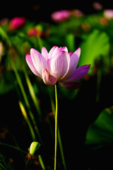 Fototapeta premium Chinese beauty: Pink lotus in sunlight with green leaf