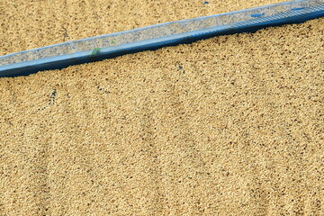 Close up of coffee beans drying in the sun           